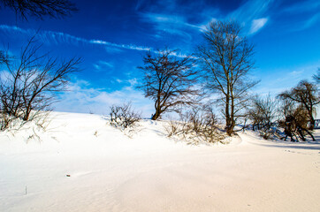 Colorful landscape with snowy trees