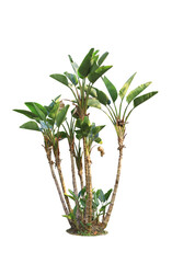 traveller's palm tree isolated on White Background,Banana tree planted into ornamental trees in the garden.with clipping path.