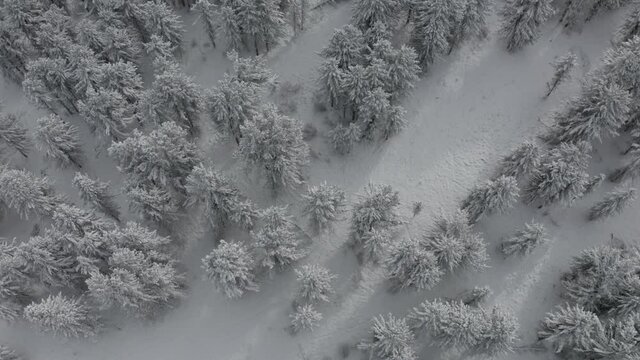 Flying over the winter forest  drone breathtaking shot