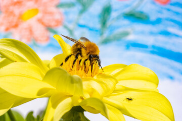 A bumble-bee collecting pollen in a yellow flower. A humble-bee working on a garden with painted flowers on background.