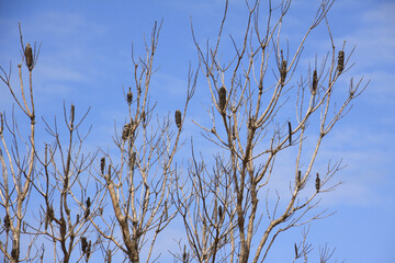 Australian Native Tree Bush Sky 