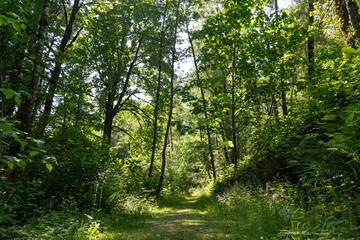 Fototapeta na wymiar lush forest park trail in spring