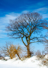 Bared trees in winter on snowy field