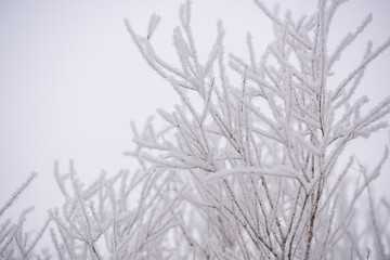 Snow-covered tree branches in white fluffy frost. Winter white background.The concept of winter