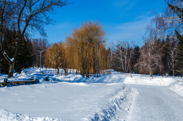 Willows in the winter city part