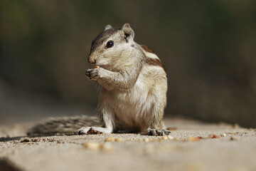 Selective focus shot of a cute Indian palm squirrel or three-striped palm squirrel eating biscuits - Powered by Adobe