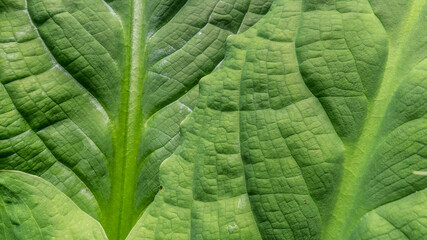 abstract close-up of large verdant green plant fronds