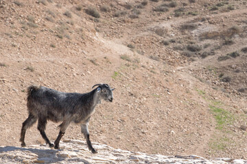 Goat walking in the sandy mountains of the Judean Desert. Israel