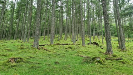 Woodland in the lake district