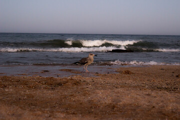 Fototapeta na wymiar gull bird