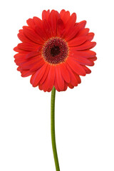 Red gerbera with stem