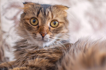 A young fold cat lies on the couch, raised its head high and looks at the camera with big yellow eyes