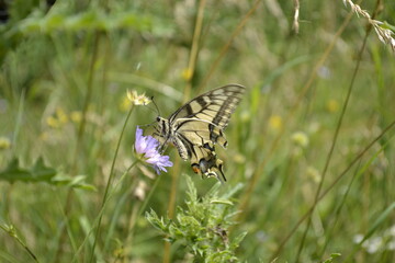 Butterfly profile - Papilio machaon, on a stalk of grass, in its natural environment 