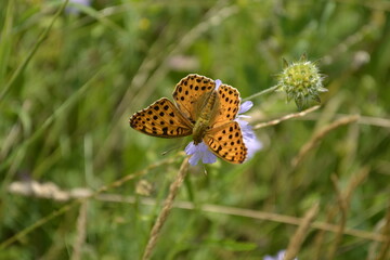 Butterfly profile - Silver-washed fritillary, on a stalk of grass, in its natural environment 