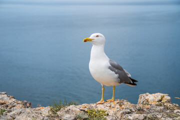 A close-up view of a seagull standing on a seaside rock and turning its head towards camera.