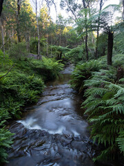 Small river flowing with ferns on the side.