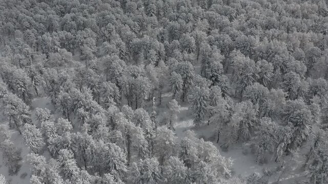 Snow covered mountains and trees air wide landscape shot