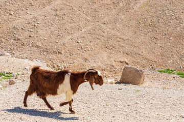 Goat walking in the sandy mountains of the Judean Desert. Israel