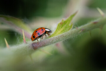 close-up of a lady bug on a thorny branch