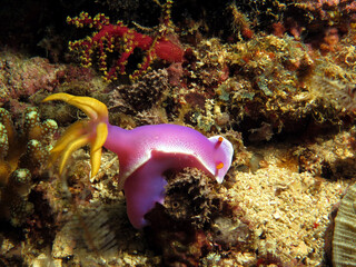 A Hypselodoris apolegma nudibranch Boracay Philippines