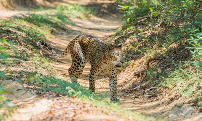 beautiful sri lankan male leopard (Panthera pardus kotiya) in wilpattu national park sri lanka 