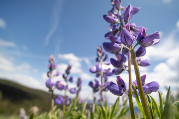 close-up of an alpine arctic lupin (Lupinus arcticus), Manning Park, British Columbia, Cannada