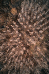 Top view of deciduous cottonwood forest from drone pov