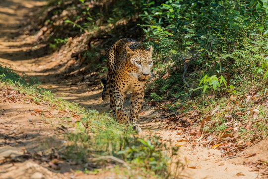 beautiful sri lankan male leopard (Panthera pardus kotiya) in wilpattu national park sri lanka 