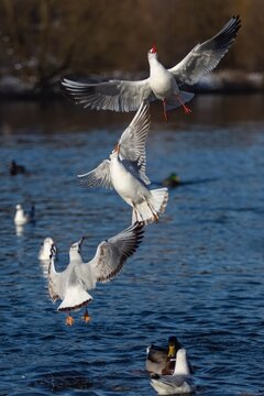 Three white black-headed gulls with red beaks flying above blue water. Bright sunny day at a river. Ducks in the background. Vertical image.