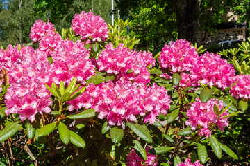 Blooming pink rhododendron, Siuntio, Finland