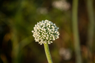 Beautiful Natural Onion Flowers view