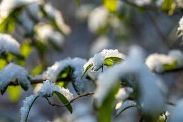 Delicate Frozen Snow Covering Green Leaves