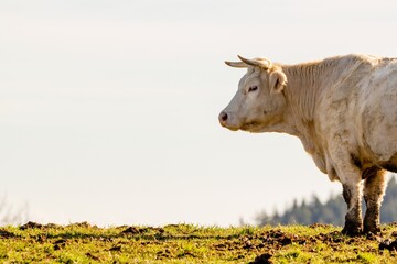 charolais cow in mountain pasture