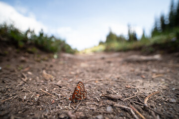 colorful moth resting on a park trail