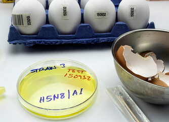 new strain of H5N8 avian influenza infected in humans, petri dish with samples, conceptual image