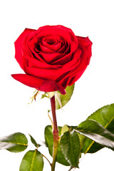 Fototapeta premium rose