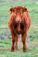 portrait of limousin veal in pasture
