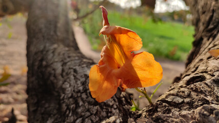 Blossoming flower of Tecomella Undulata ( Rohida tree) , close up view
