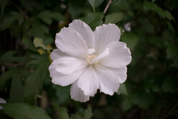 White flower of Malva arborea (Lavatera arborea, Malva eriocalyx, the tree mallow). Bokeh effect