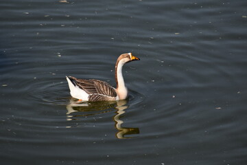 Wildlife and nature in Bijolai Palace built by Maharaja Takhat Singh in 1859.