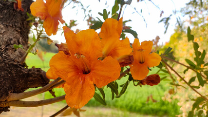 Blossoming flowers of Tecomella Undulata ( Rohida tree) , close up view