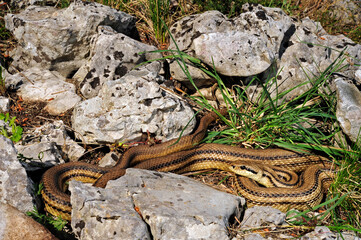 Vierstreifennatter // Four-lined snake (Elaphe quatuorlineata) 