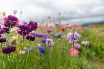 Fototapeta premium blooming flowers in a country garden