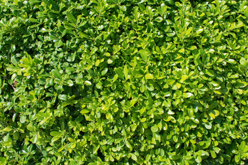 Fototapeta na wymiar Evergreen bush of Boxwood (Common Box, European Box, Buxus Sempervirens). Closeup of evergreen bush background