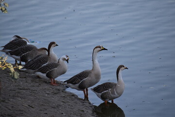 Wildlife and nature in Bijolai Palace built by Maharaja Takhat Singh in 1859.