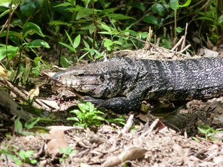 Argentine black and white tegu (Salvator merianae), big lizard sunbathing on the grass