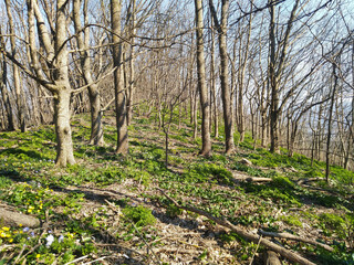 Spring in the forest on the mount