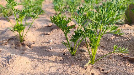 Small germinating carrot crop plants in field