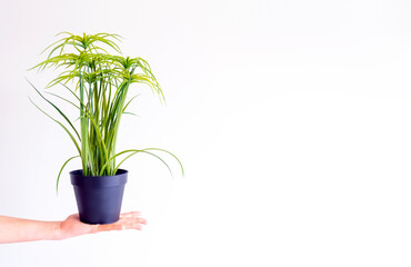 a plants in a pot on hand minimalist background