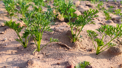 Small germinating carrot crop plants in field